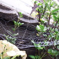 Photos: 蜘蛛の巣