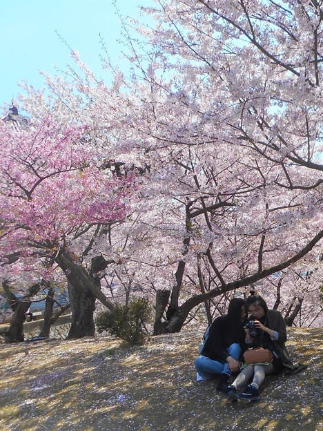 満開の桜の木の下で＠カメ女