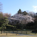 桜_公園 D3340