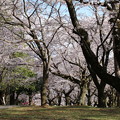 桜_公園 D3337