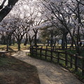 桜_公園 D3368