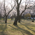 桜_公園 D3369