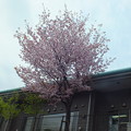 駅裏の桜