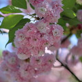 尾山神社の満開の菊桜（2）「ケンロクエンキクザクラ」の子孫にあたる。