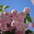 尾山神社の満開の菊桜（3）「ケンロクエンキクザクラ」の子孫にあたる。