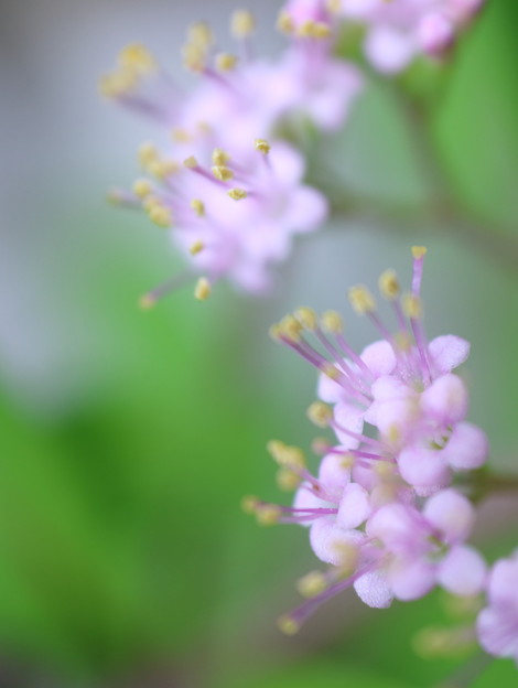紫式部の花（1）