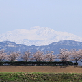 白山と桜並木