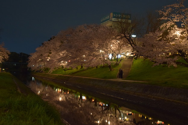 河原の夜桜