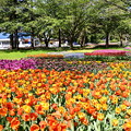 Photos: 綺麗に咲いたチューリップ 。。昭和記念公園 20170423