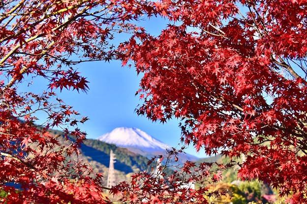 真っ赤な色づいた紅葉と白い化粧した富士山 20171112