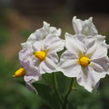 Photos: 馬鈴薯の花